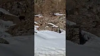 Valsavarenche, Aosta camoscio #camoscio