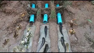 PVC Pipe Deep Hole Fish & Crab Trap - Amazing Boys Catch Fish & Crab Using PVC Pipe Deep Hole Trap