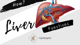How does liver function ?  liver histology | liver physiology | liver anatomy | liver lobule