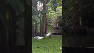 WTF is going on? #seagull #seagulls #birds #nature #city #citypark #dinner #shorts