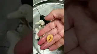 How to remove bad smell of seashells?