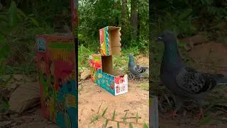 quick pigeon bird trap using cardboard box #shorts