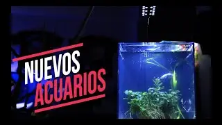 ACUARIO PARA GUPPYS||||||😍🐟🐟