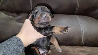 Black and rust doberman male