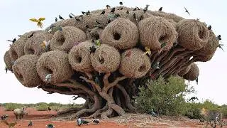 এই পাখিদের বাসা দেখলে বিশ্বাসই হবে না 😲 | World&rsquo;s Most Amazing Bird Nests Bangla