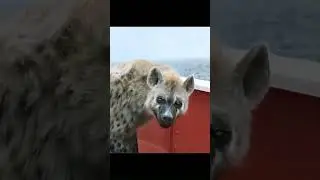 🌊🐯 Life of Pi &mdash; Dawn on the Lifeboat: Zebra, Hyena, Orangutan&hellip; then Richard Parker 🛶🍌