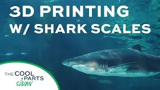 3D Printing Is Enabling the Use of Shark Scales: The Cool Parts Show Bonus