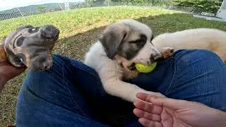 puppy compilation