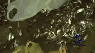 Fishing videos | kerala fishing videos | new fishing videos