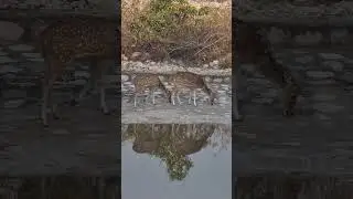 female spotted deer 🦌 jungle Jim Corbett national park Uttarakhand