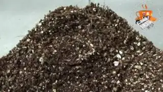 Кормление паука Ctenizidae тараканом проходит очень быстро