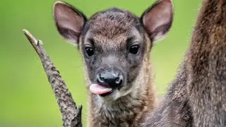 Rare Baby Deer's Birth Delights Zookeepers