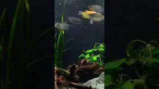 Pearl Gourami vs Dwarf Gourami #shorts