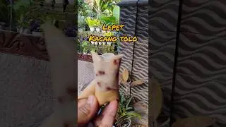 lepet ketan #jajananpasar