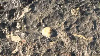 Les rochers