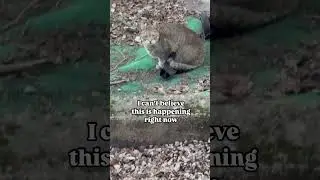 #fypage #felinehealth