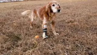 Small Animal Sports Medicine and Rehabilitation Clinical Trials Program