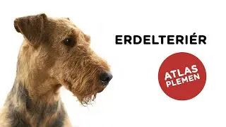 🐶 Erdelteri&eacute;r - Atlas plemen - Tlapka TV