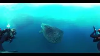 360 vr discovery in the ocean
