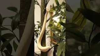 Columbian Rainbow Boa | Original Relaxation Music #short #rainbowboa #snake