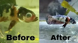 Pop eye disease Cure | Transformation after using tetracycline | Imported betta infection Treatment