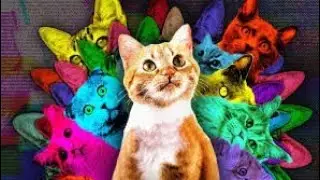 🐳Bin Bon duck Monkey Baby Kittens Puppy Goes Koi Cat And swims Rabbits Animals Eats EggsKitten