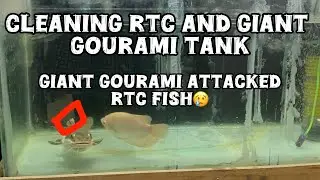 Cleaning our 3 feet tank | redtail catfish and giant gourami tank | tamil | predator lover