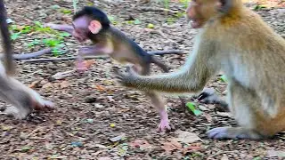 Amazing! baby monkey Jessica learns to walk near Mama baby really adorable