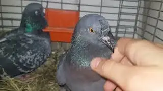 Сизая голубка не пускает меня в свою клетку.
