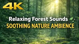 Deep Forest Sounds 🌲 | Relaxing Nature Ambience for Stress Relief & Sleep