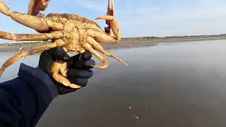 1 Keeper! Dungeness Crabbing at Ocean Beach | 2026-01-30