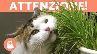 10 PIANTE TOSSICHE per i GATTI 🐱 ❌ 🌷 Da evitare!