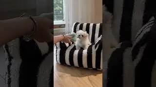 So cute doggy #doglover #cutedog #puppy #maltese #petlover #dog #cute