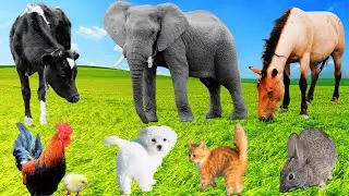 Lovely Animal Moments: Horse, Puppy, Rabbit, Elephant, Cow, Goat, Cat, Dog, Goat - Farm Animal Sound