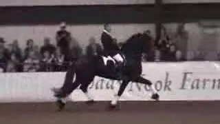Friesian Stallion Mintse 384