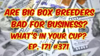 Are Big Box Breeders Bad for Business? WIYC Ep. 171 #371