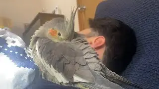 人間に恋するオカメインコくろ