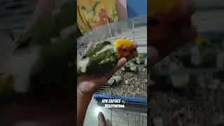 sunconure chicks available location Chennai#viralvideo#pet#sunconure#kpaexoticpetschennai 7550195944