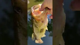 Caught on zman #zman#fishing