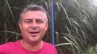 A import&acirc;ncia de destocar o BRS Capia&ccedil;u e a irriga&ccedil;&atilde;o