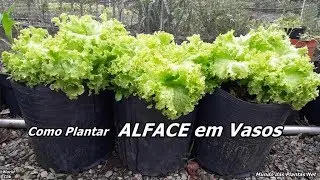 Como Plantar Alface em Vaso passo a passo