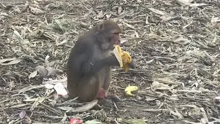 #monkey #coin #lifeisbutadream #funny #ihavethisthingwithplants #animals #theothersideofmakebelieve 