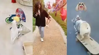 Funniest pets - funny pets videos | funny pets compilation || smart pets club
