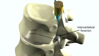 Vertebral and spinal columns