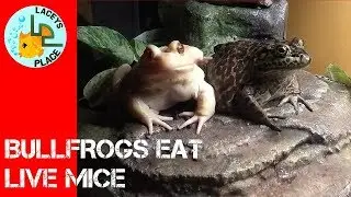 BULLFROGS EAT MICE