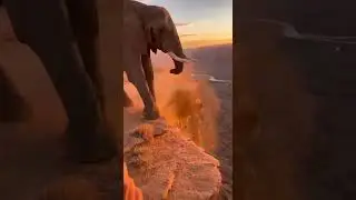 ELEPHANT PUSHES LION OFF CLIFF! 🐘🦁 Long Fall into Abyss! 【衝撃】ライオンが崖から突き落とされる瞬間