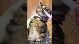 Gross but satisfying #satisfying #gross #greenscreen #pets #animals #amazing