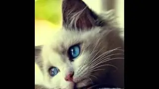 Stop Cat Peeing on Carpets and Rugs NOW!