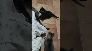 Sushi e Pacato sa&iacute;ram do ninho pra explorar 🐈&zwj;⬛🐈❤️ #cat #cute