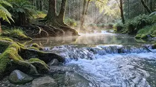 River Flowing Gently With Birds Sounds in the Green Forest | Relaxing Nature Audio for Sleeping